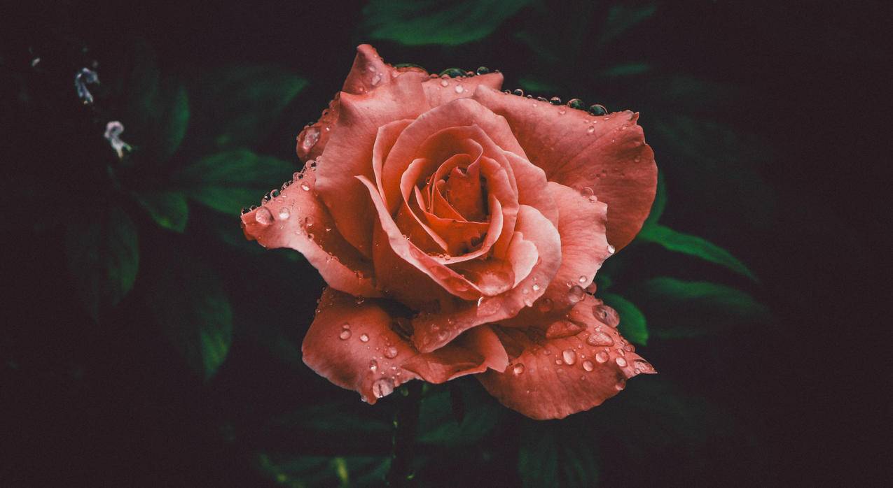 特写摄影中的红玫瑰花