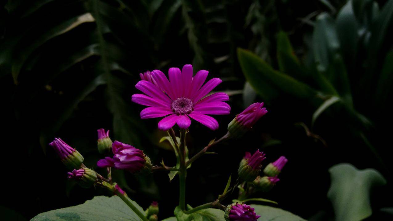 紫色Gerbera,Daisy,Flowers高清大图