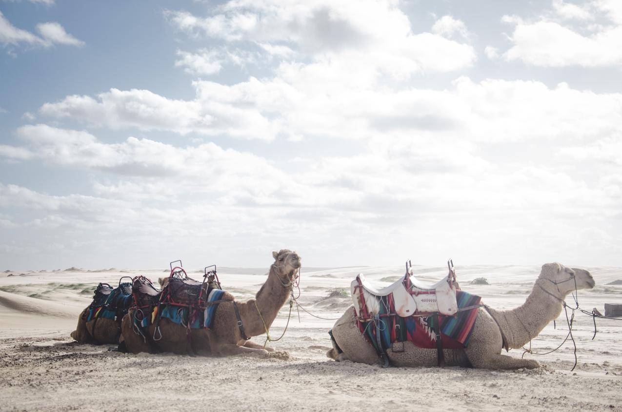 沙漠中的骆驼高清图片