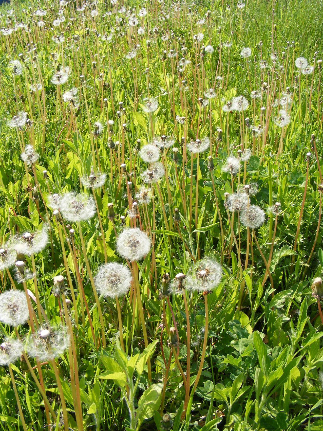 蒲公英草地高清图片