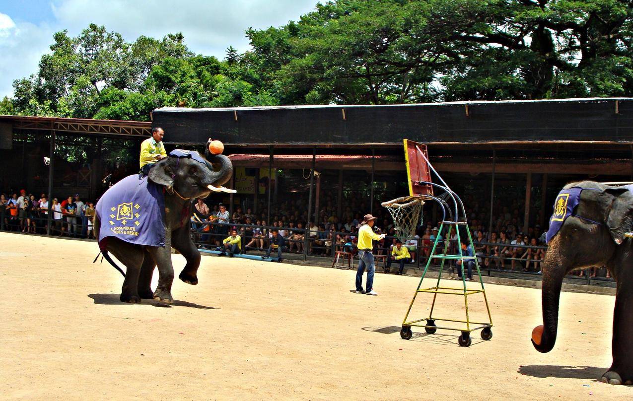 泰国芭堤雅大象表演图片