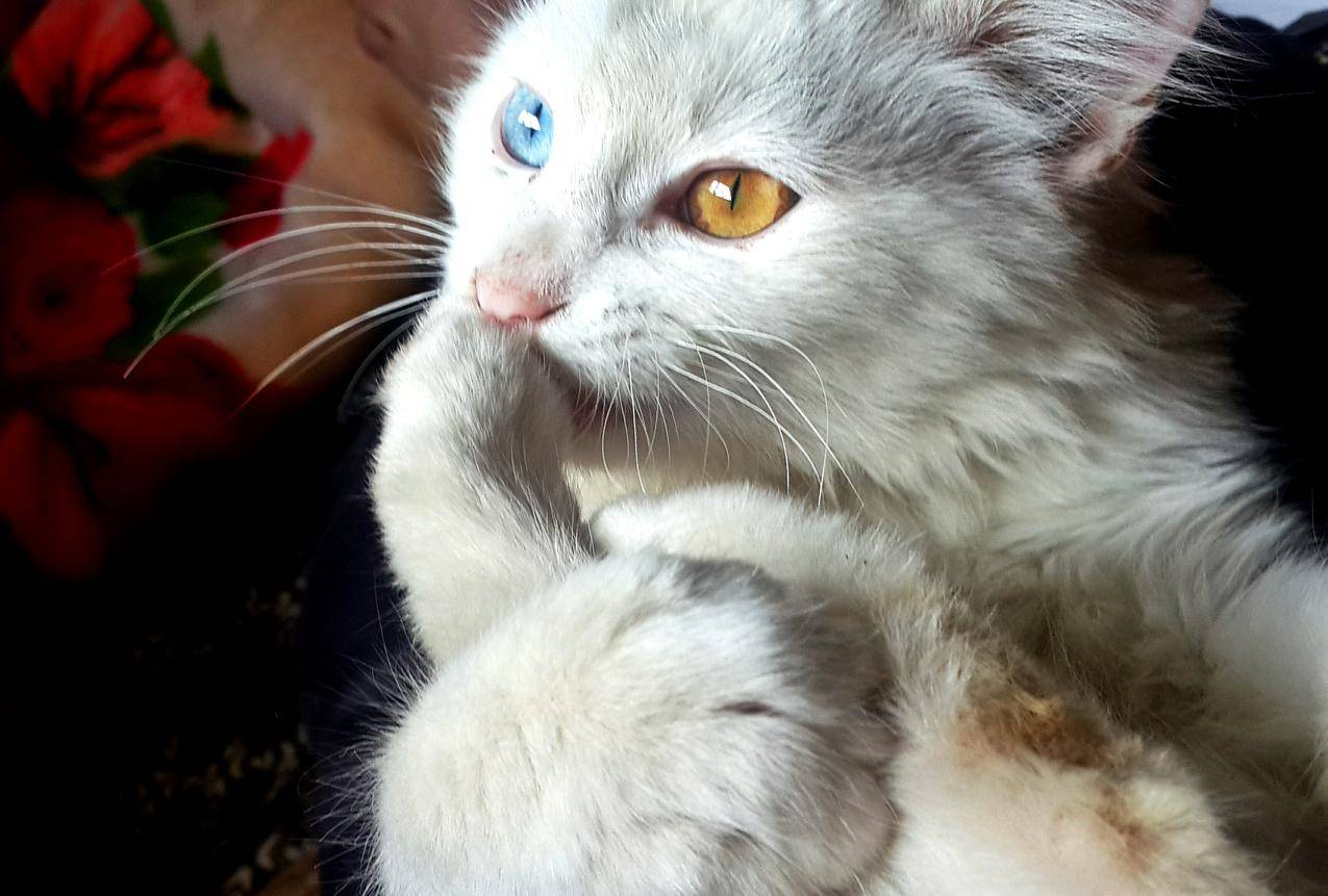 白蓝橙眼猫