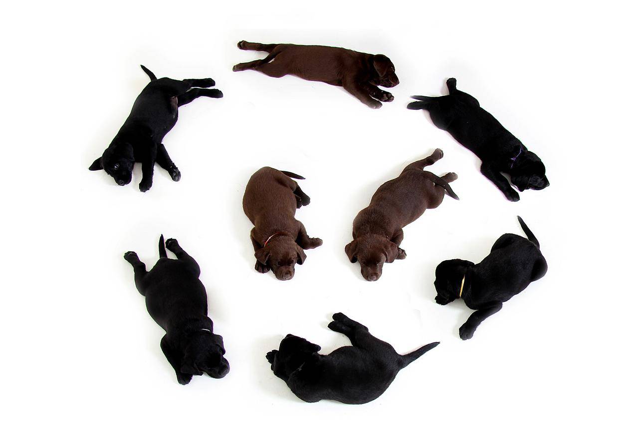 黑色和棕色的拉布拉多犬,中间有2个圆形的队形