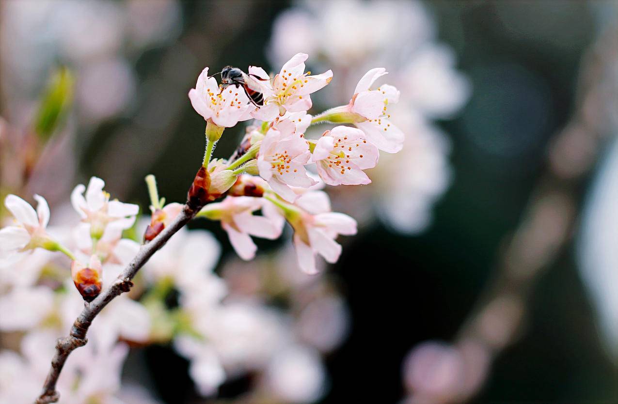 白樱花的选择性聚焦摄影