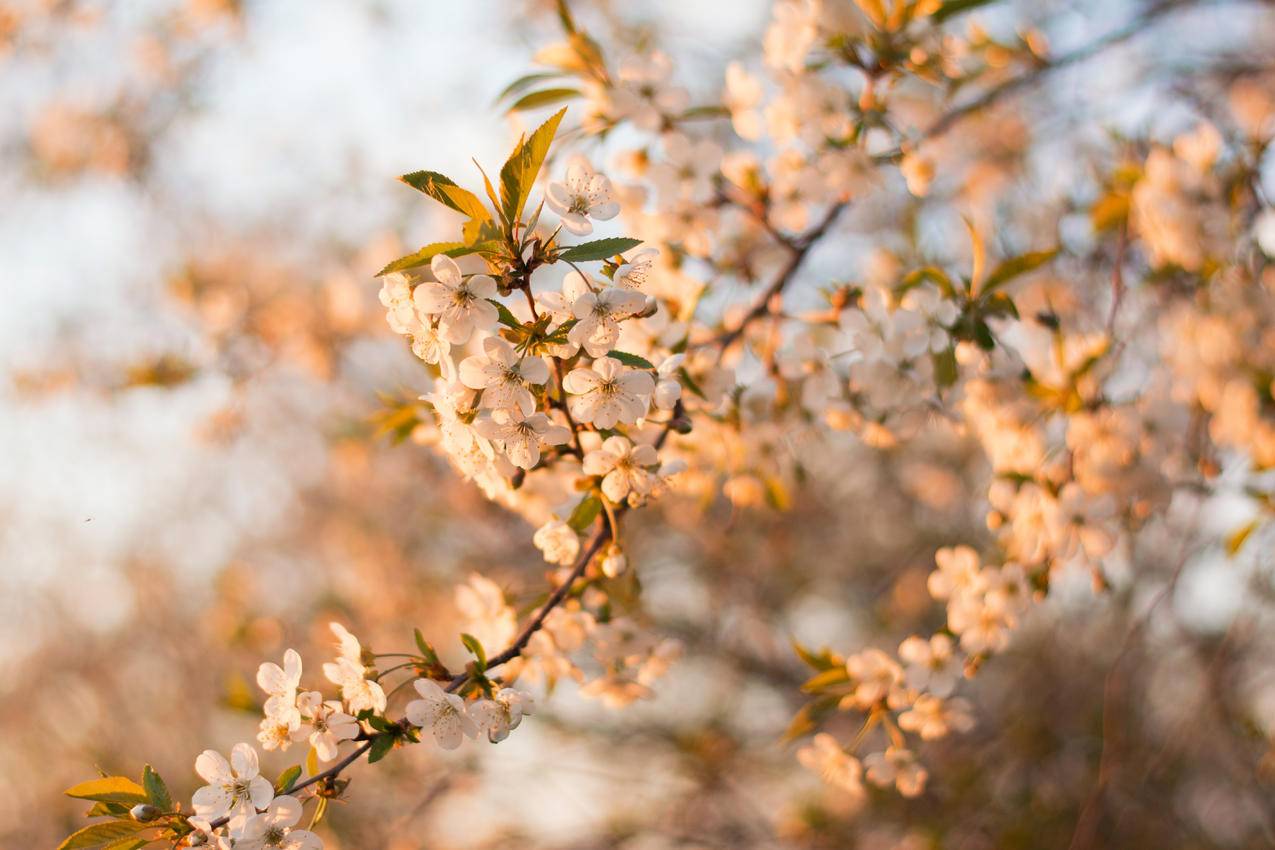 白色樱花花的选择性聚焦摄影