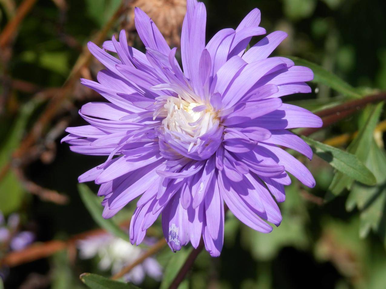 紫色的翠菊花朵高清图片
