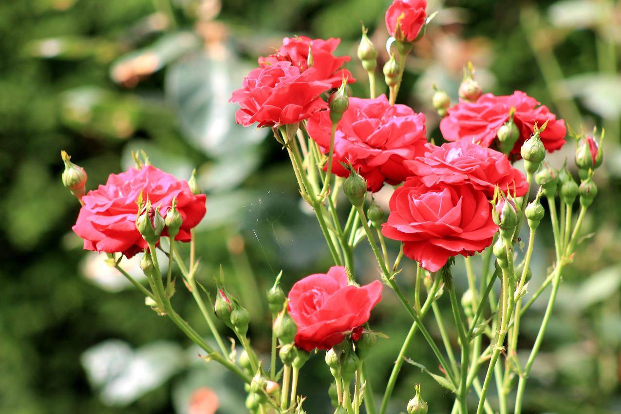 玫瑰花花朵与花蕾花苞