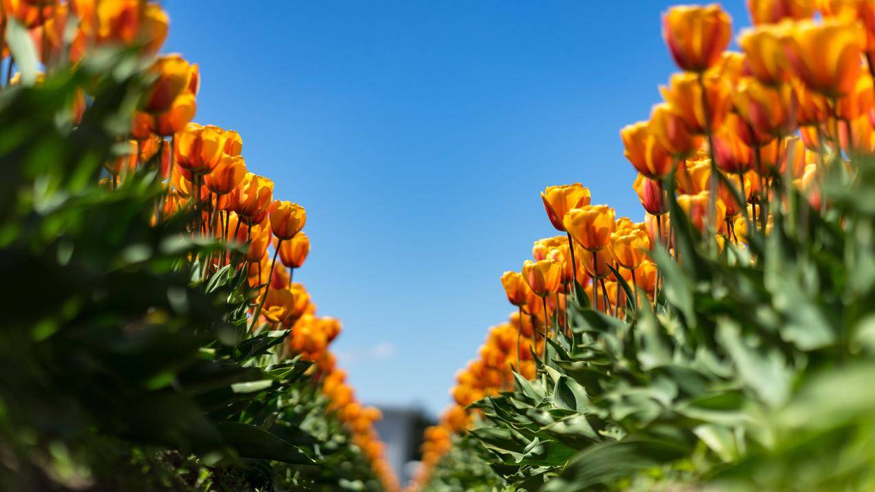 橙色的郁金香花的图片