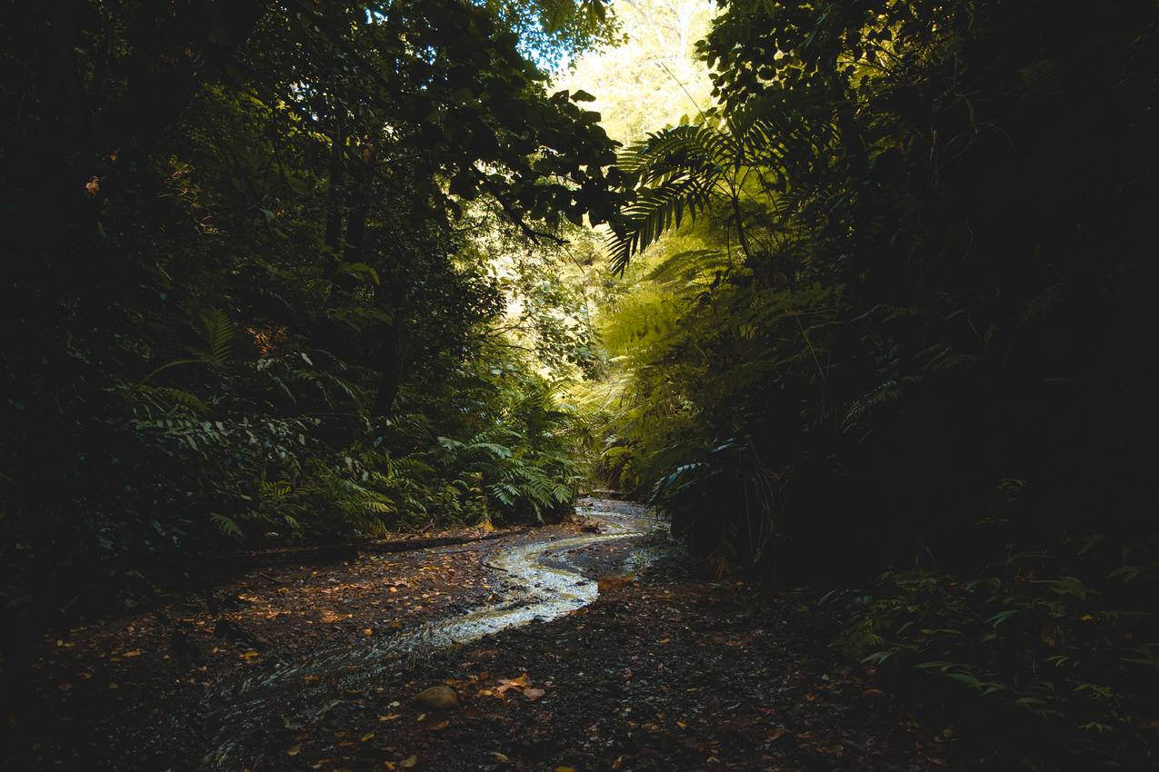 森林风景6k壁纸