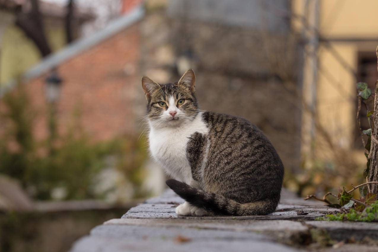 虎斑猫的特写摄影