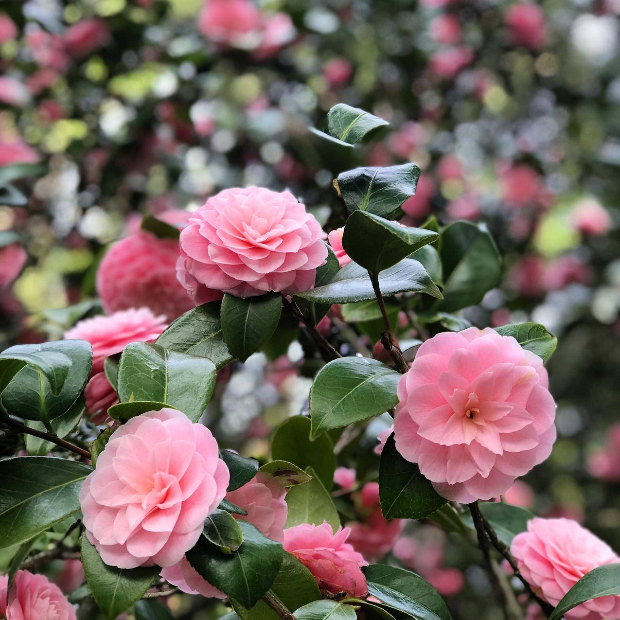 Pink,Petaled,Flowers的选择性聚焦摄影