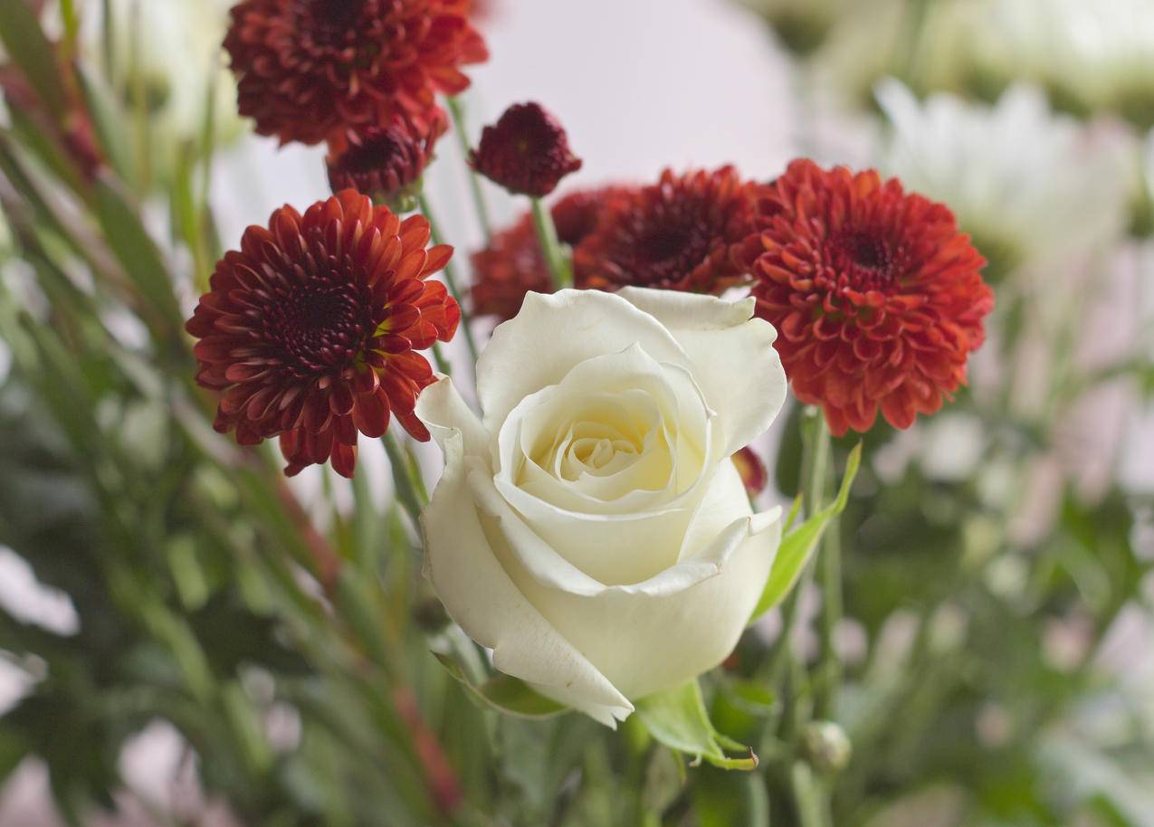 cc0可商用花卉图片,花瓣,情人节,白玫瑰