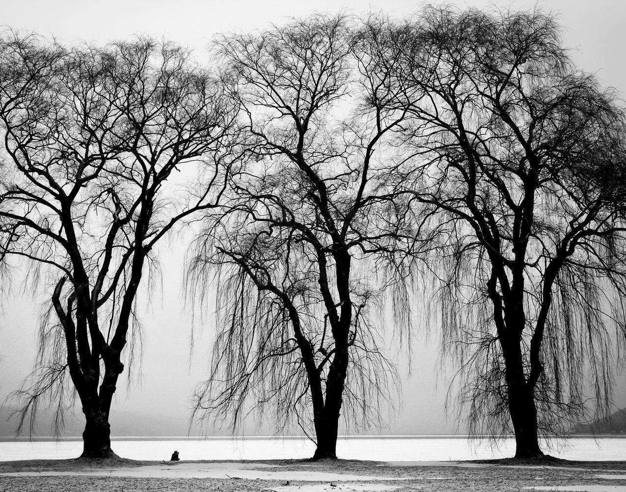 cc0可商用高清的黑白图片,树木,冬天,树枝