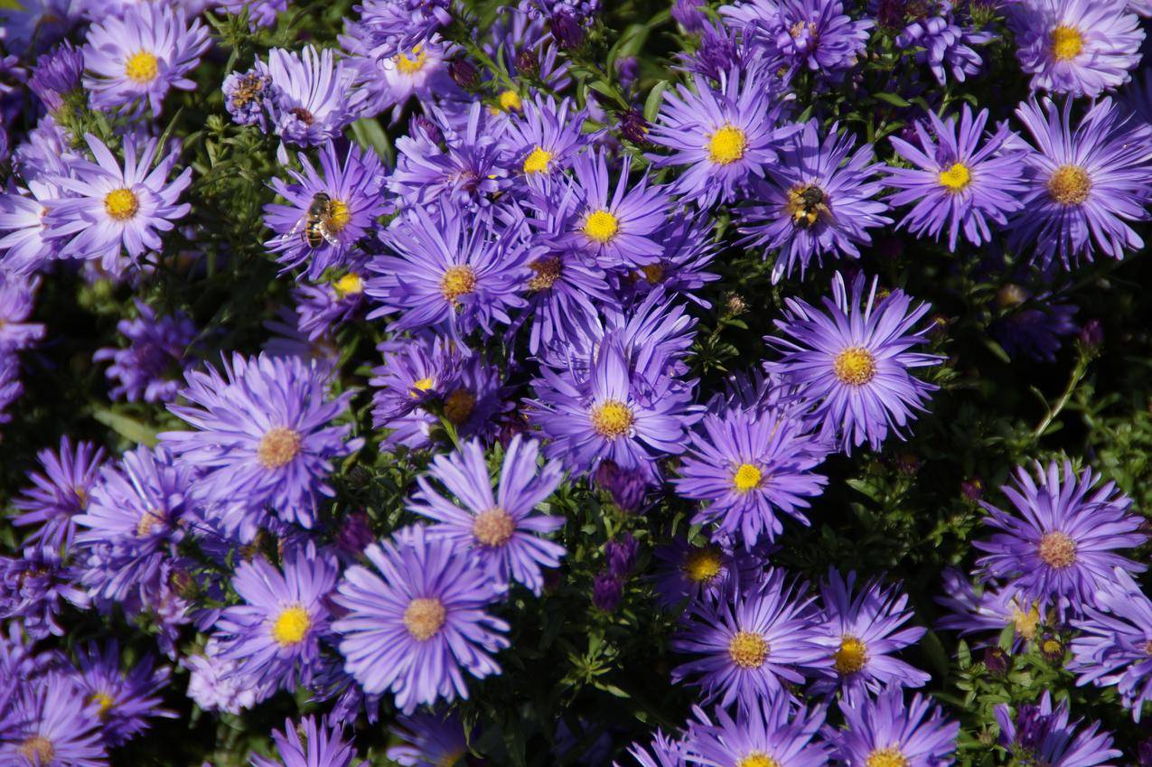 紫罗兰图片_春季的紫罗兰图片大全 - 花卉网