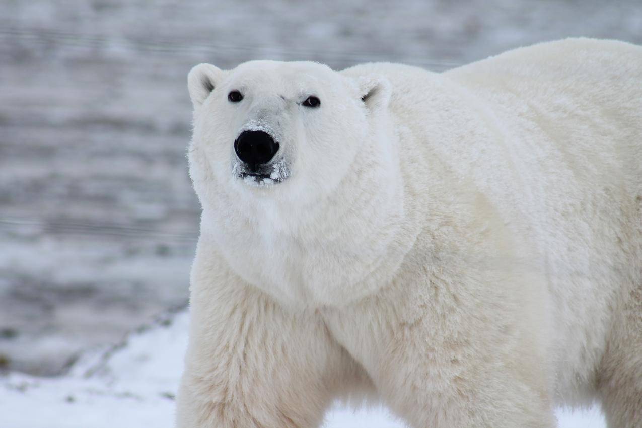 白色北极熊的近景摄影
