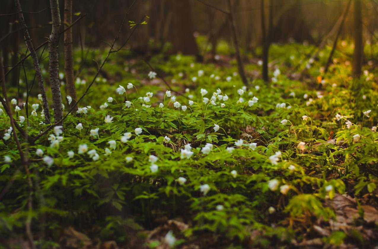 白瓣花绿叶植物的选择性聚焦摄影