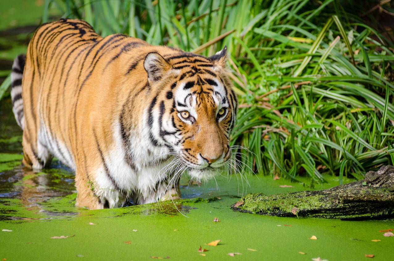 老虎在池塘附近行走