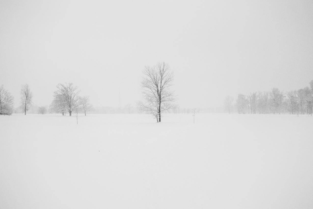被雪包围的无叶树摄影
