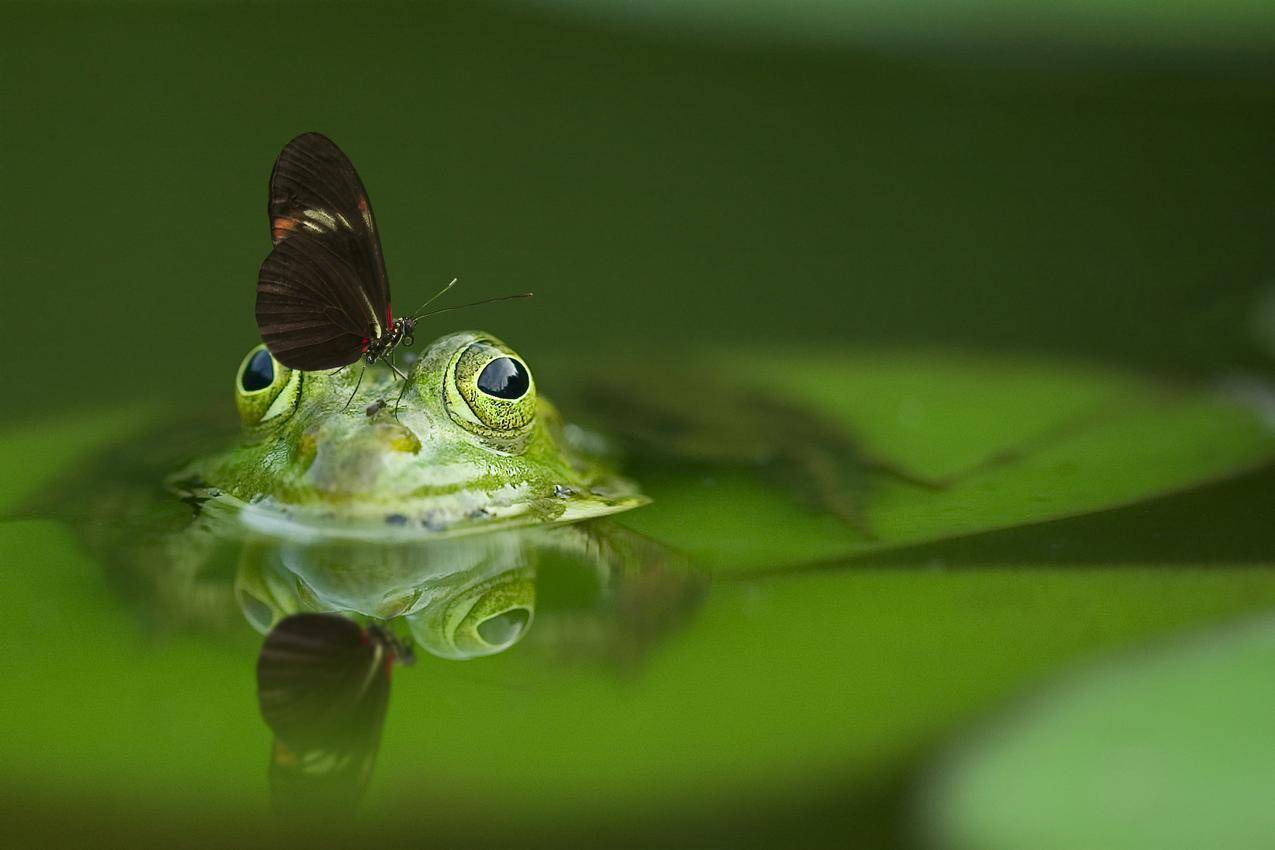 蛙翅上长翅蝴蝶泡在水面上