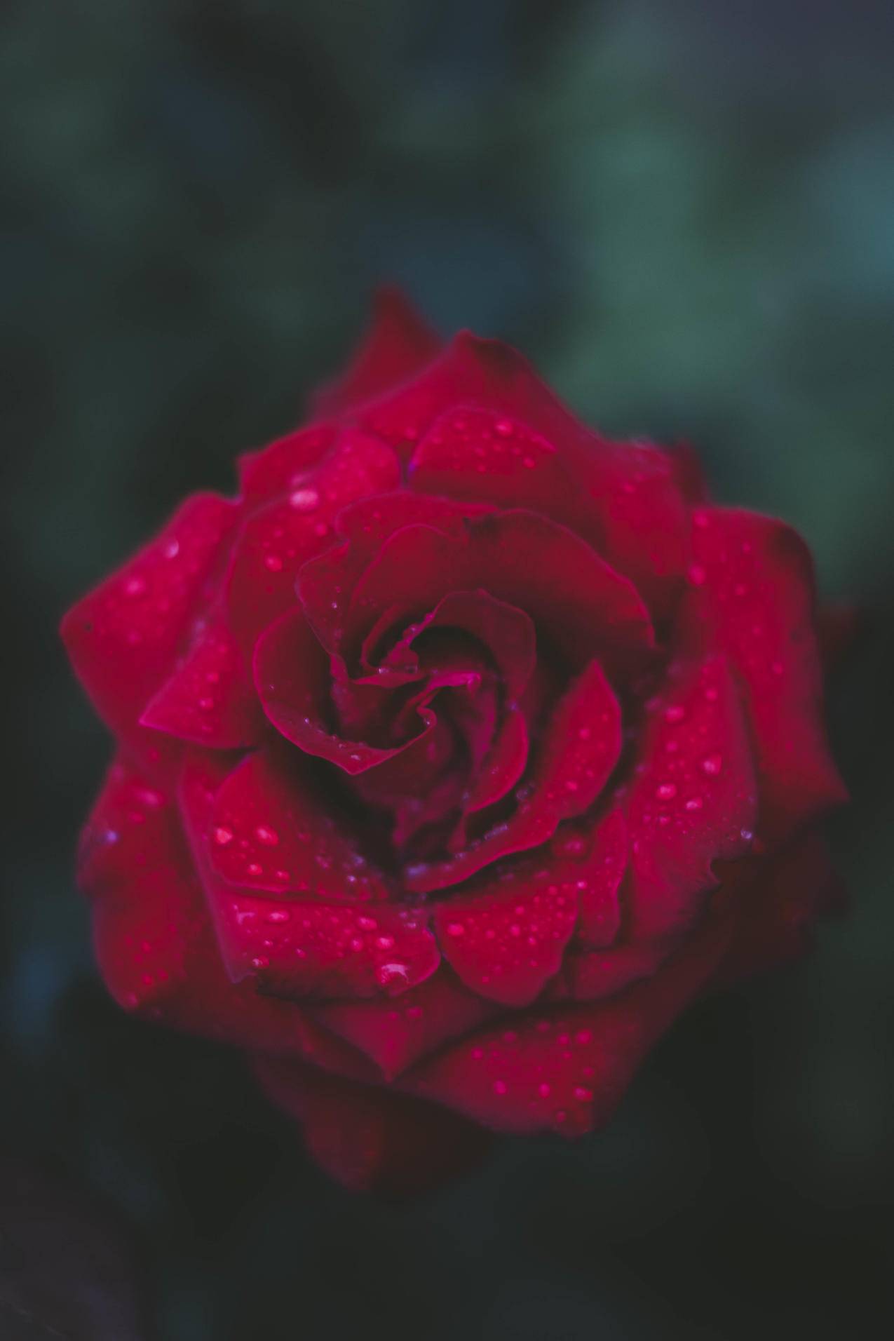 红玫瑰的选择性聚焦摄影