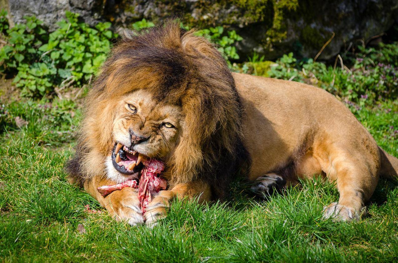 褐狮吃肉