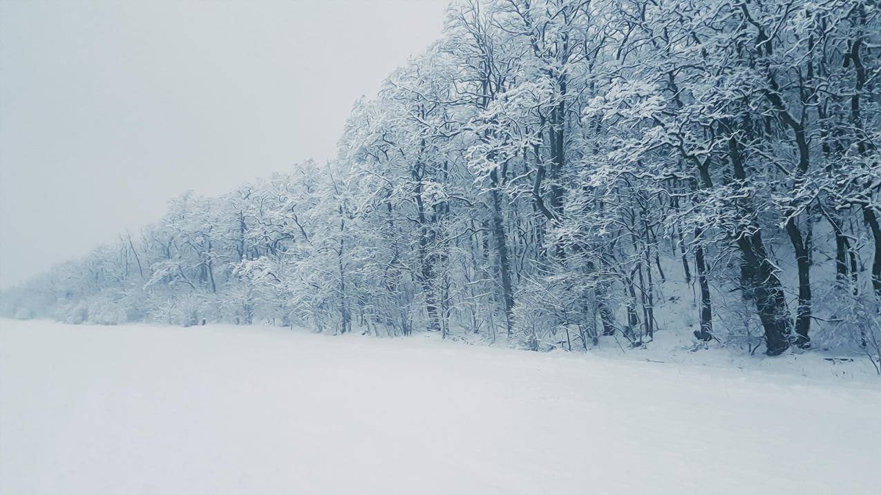 雪盖树4k壁纸