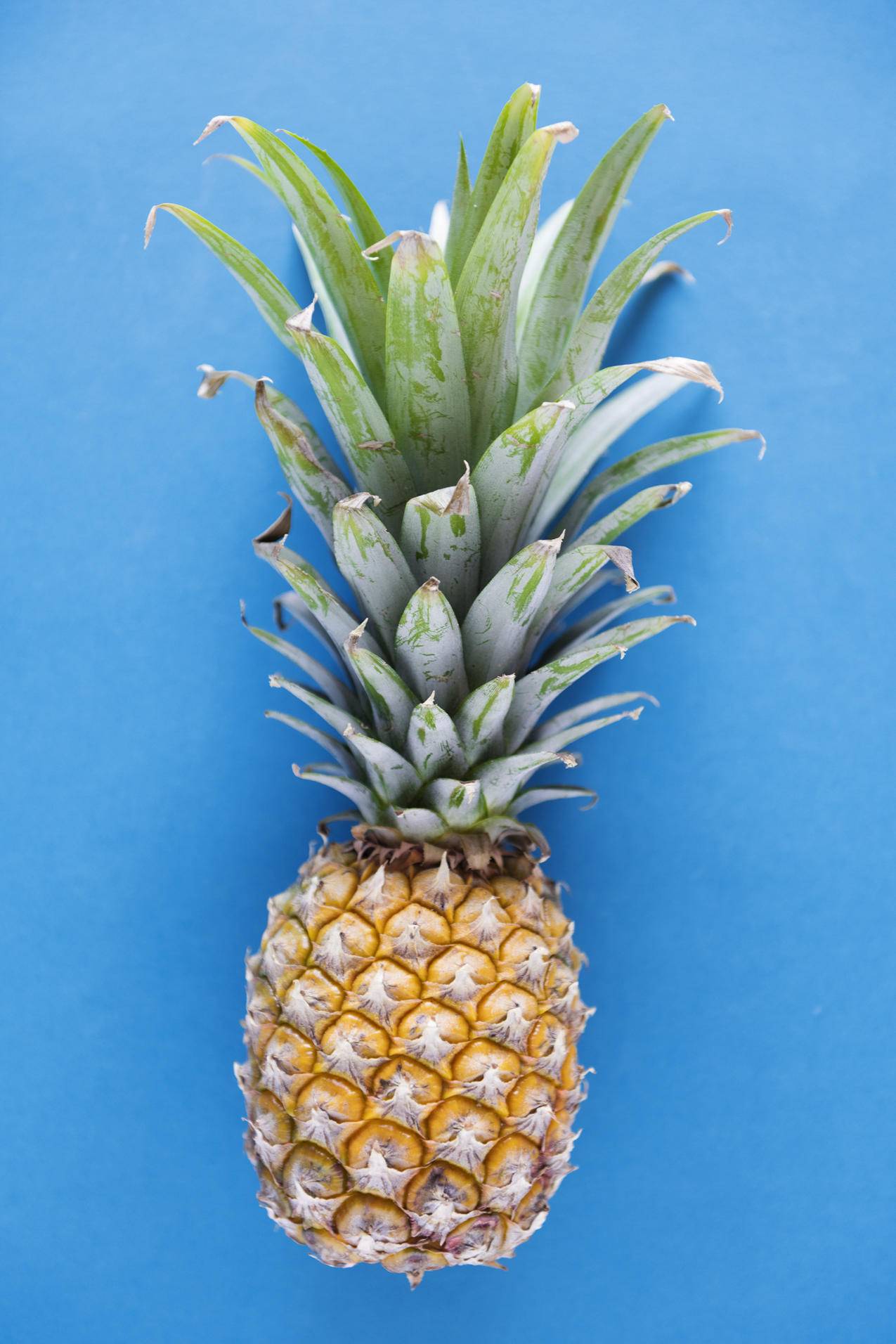 蓝色背景下的菠萝摄影