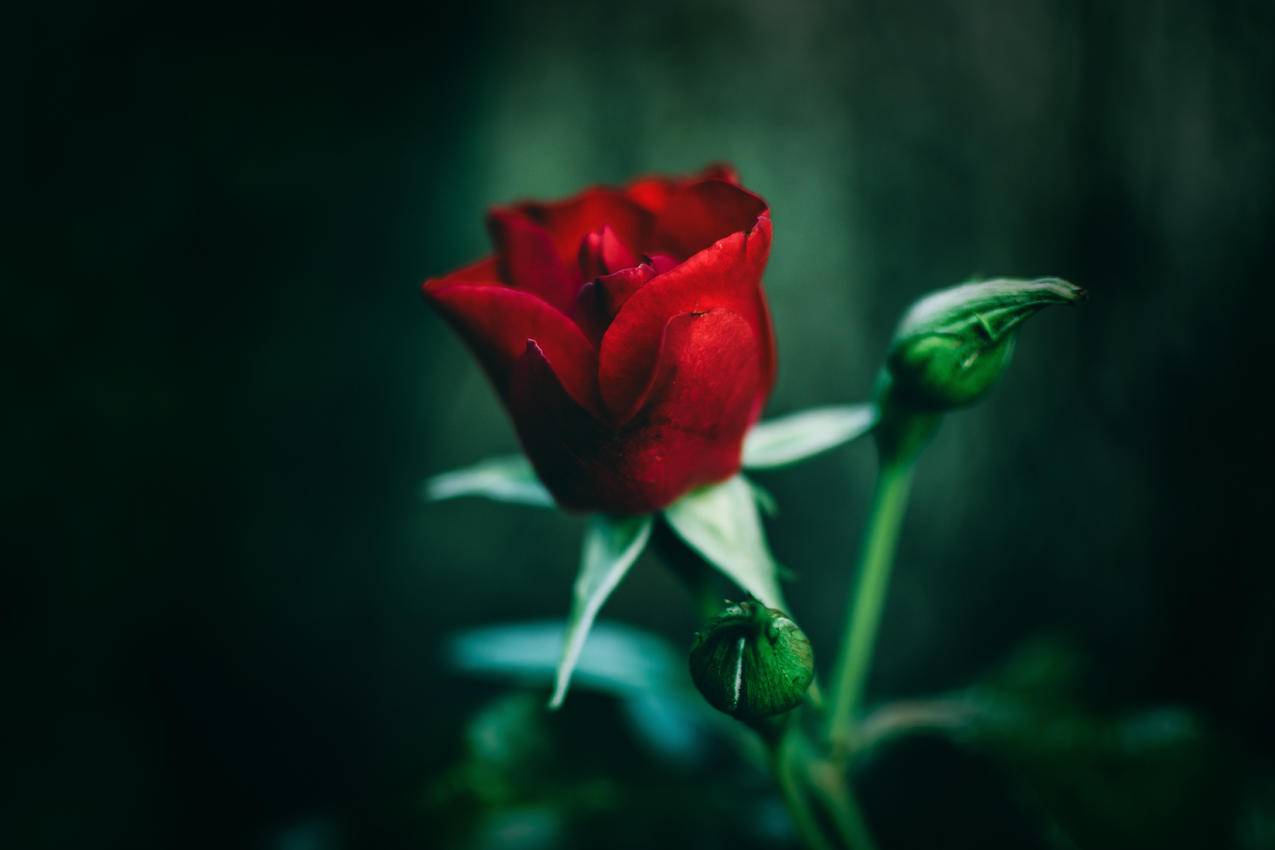 红玫瑰特写摄影