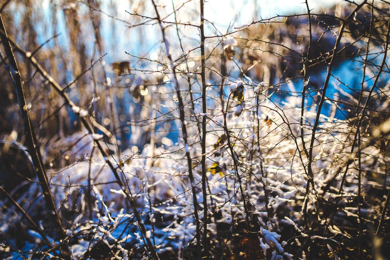 雪中枝5k壁纸