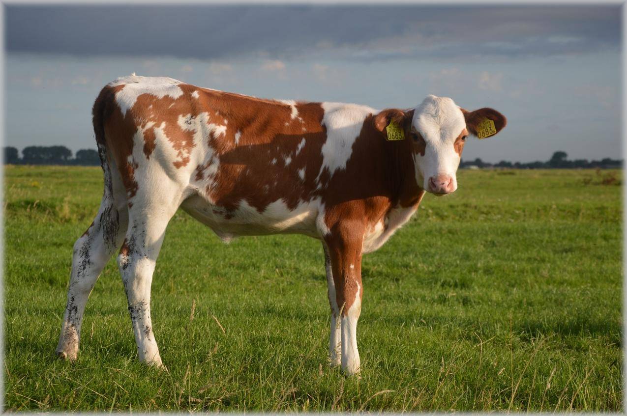 草地上的牛的高清图片