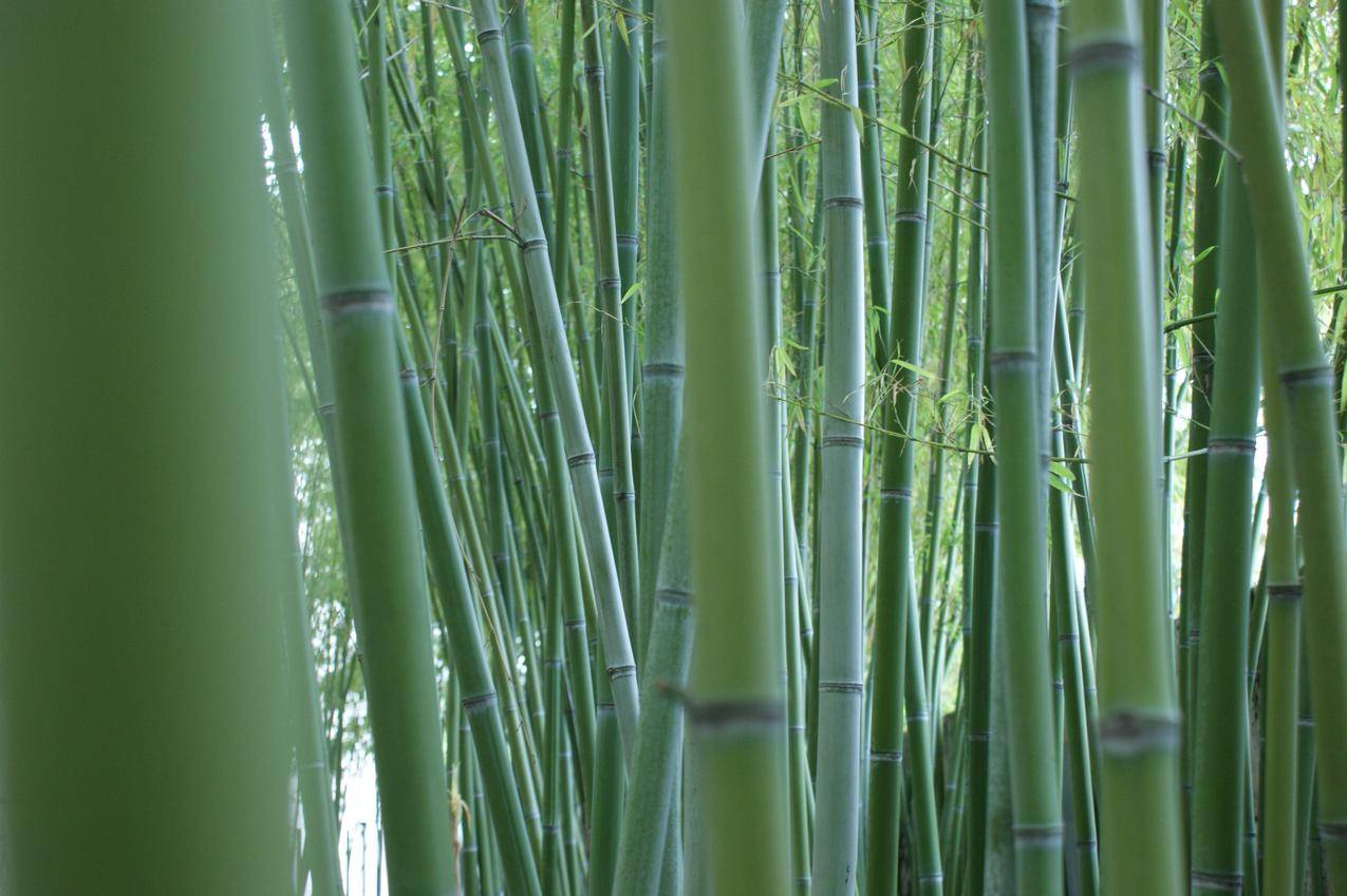 绿色竹林的竹子高清图片