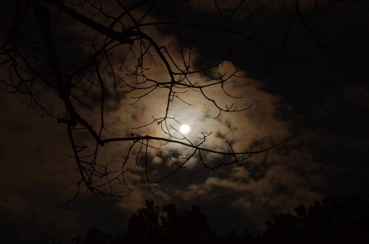 夜间白云天空下树枝的轮廓