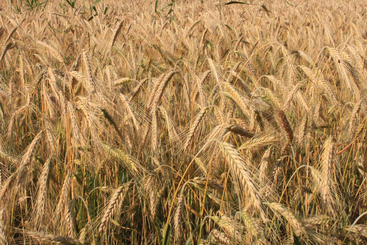 成熟了的小麦麦穗图片