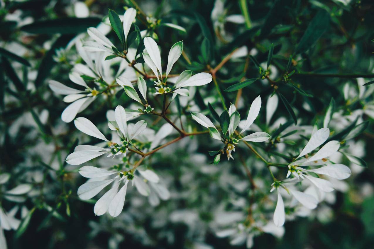 White,Petaled,Flowers选择性聚焦图片