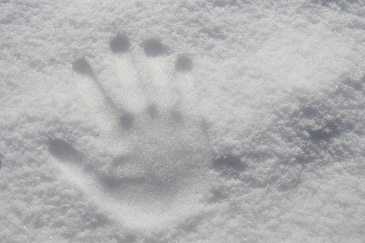 雪上手印5k壁纸