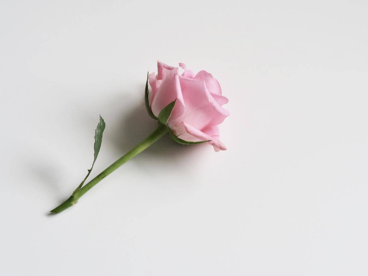 粉色玫瑰在白色表面上的高清大图