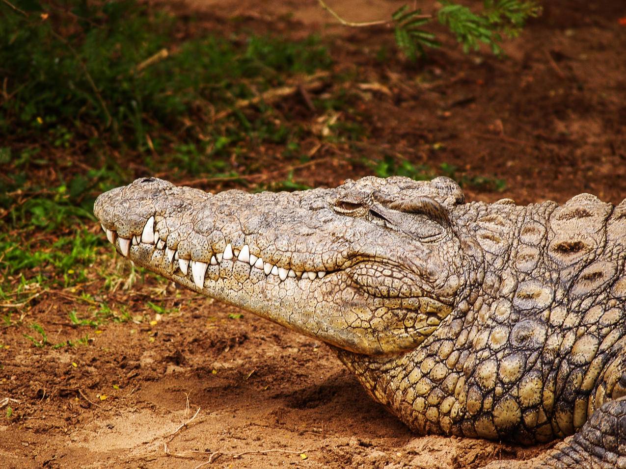 Brown,Crocodile的特写摄影