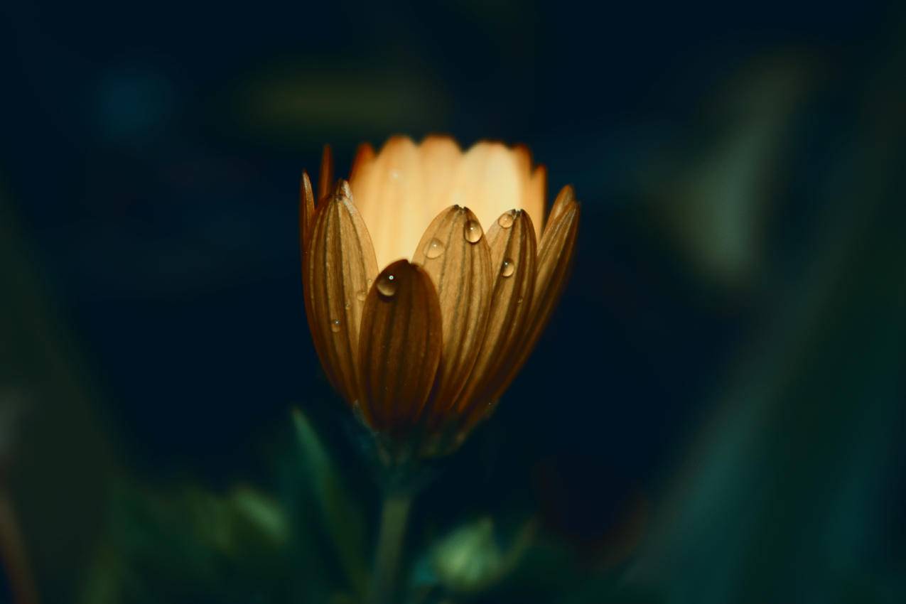 黄色菊花在特写照片中