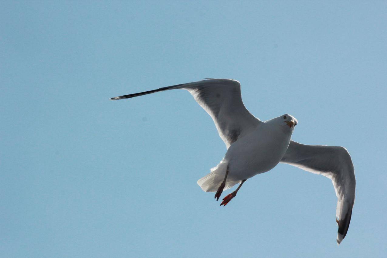 展翅飞行的海鸥高清图片