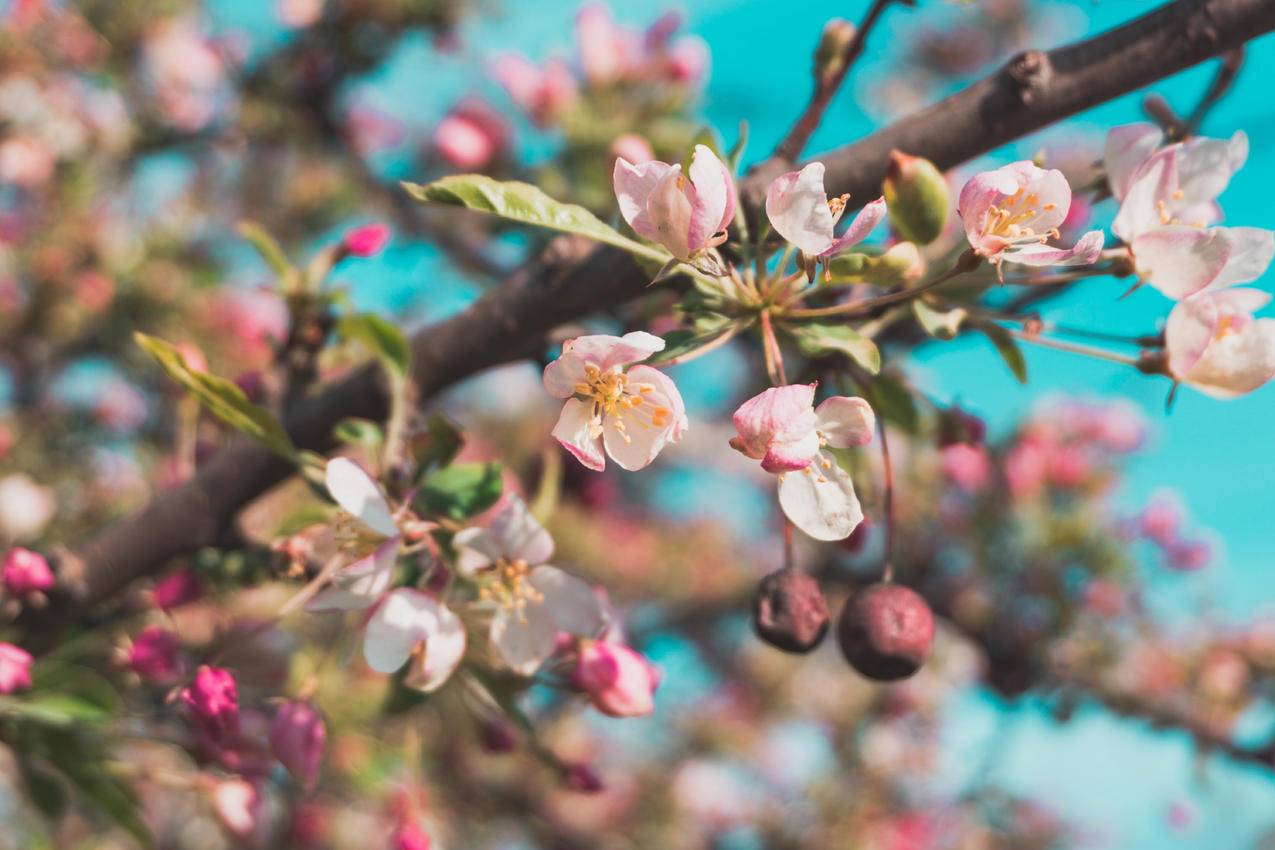 白色和Pink,Petaled,Flowers的选择性焦点高清大图