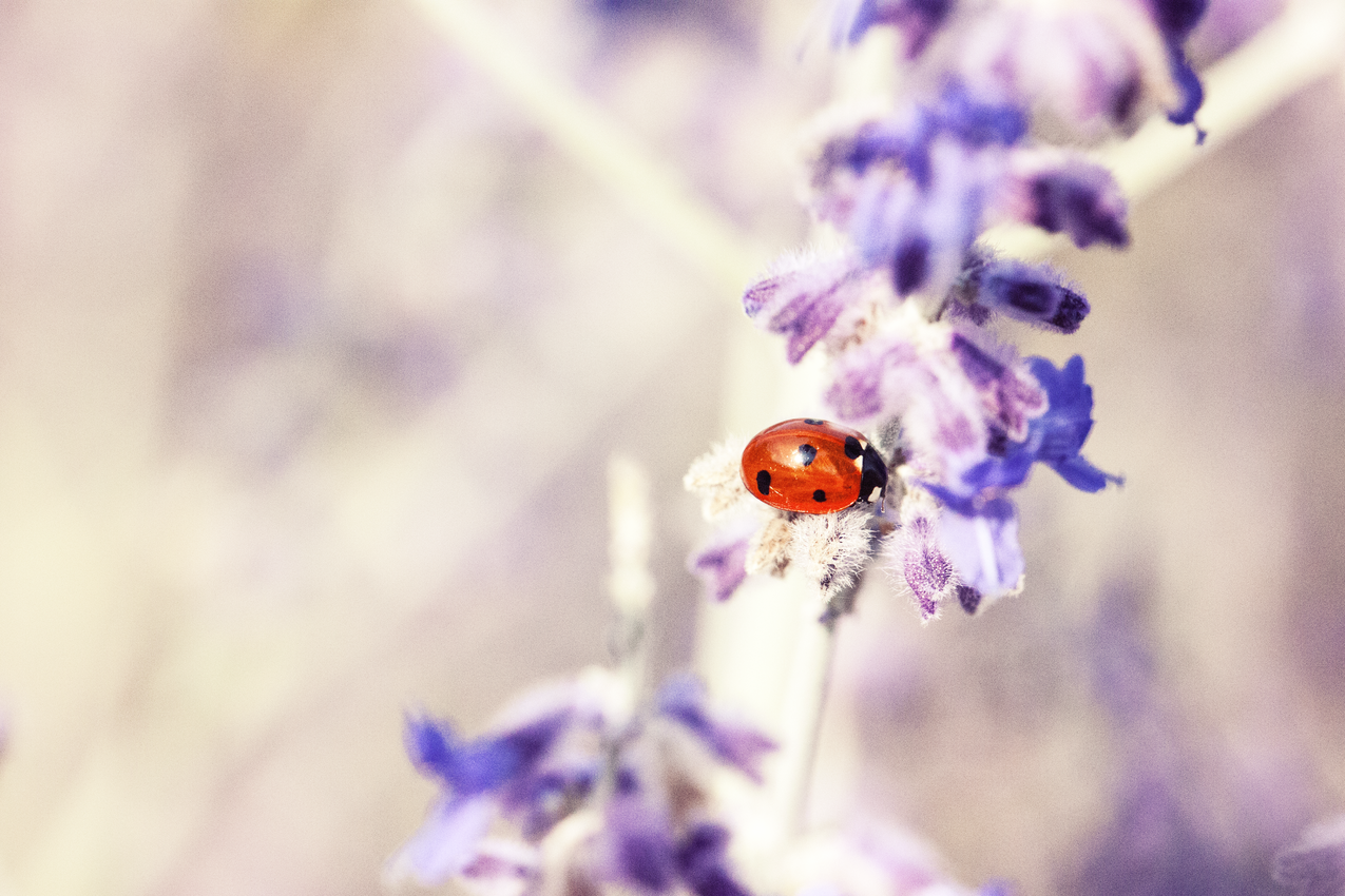 自然,花卉,紫色,动物cc0可商用高清图片