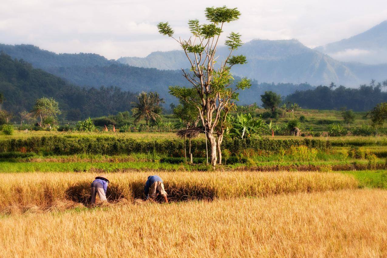 在收割水稻的农民图片