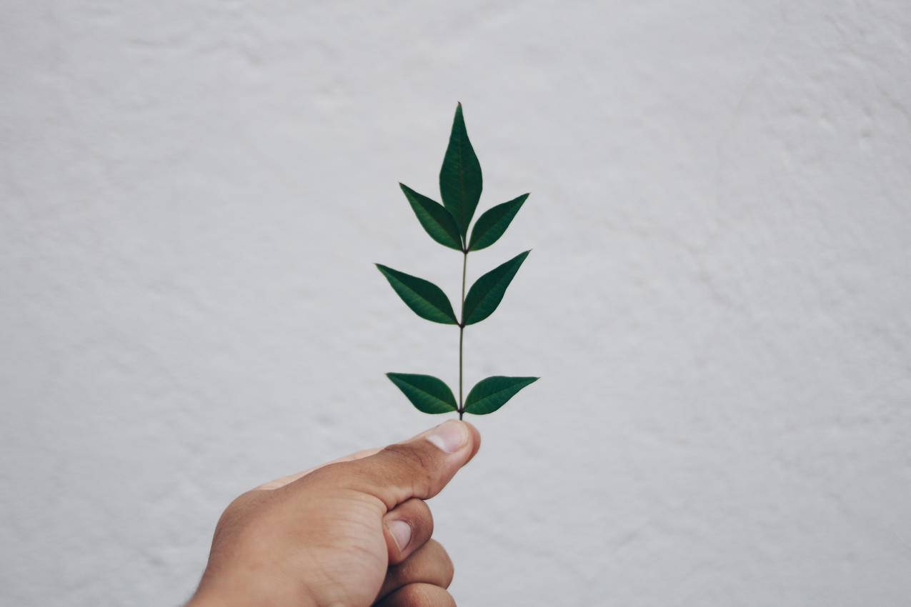 手扶植物对峙天空