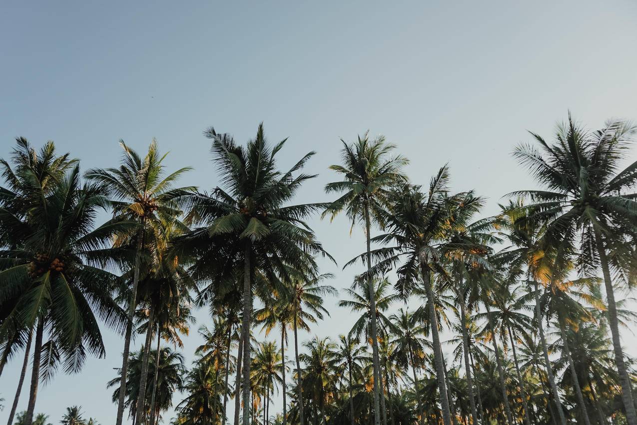 白天蓝天下的椰树