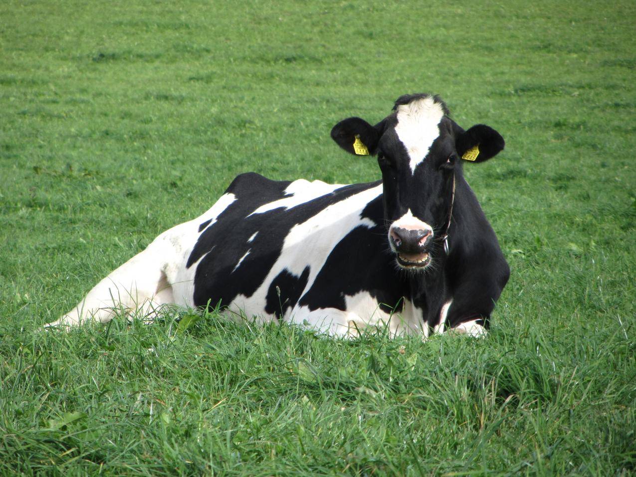 草地上的奶牛高清图片