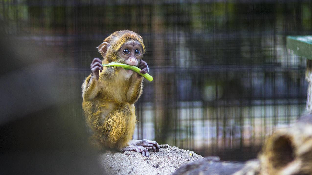 一只小猴子吃蔬菜的摄影