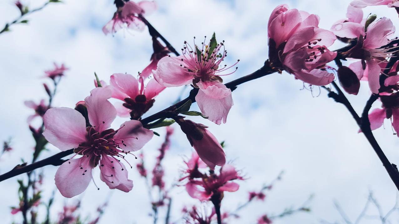 粉红和White,Petaled,Flower