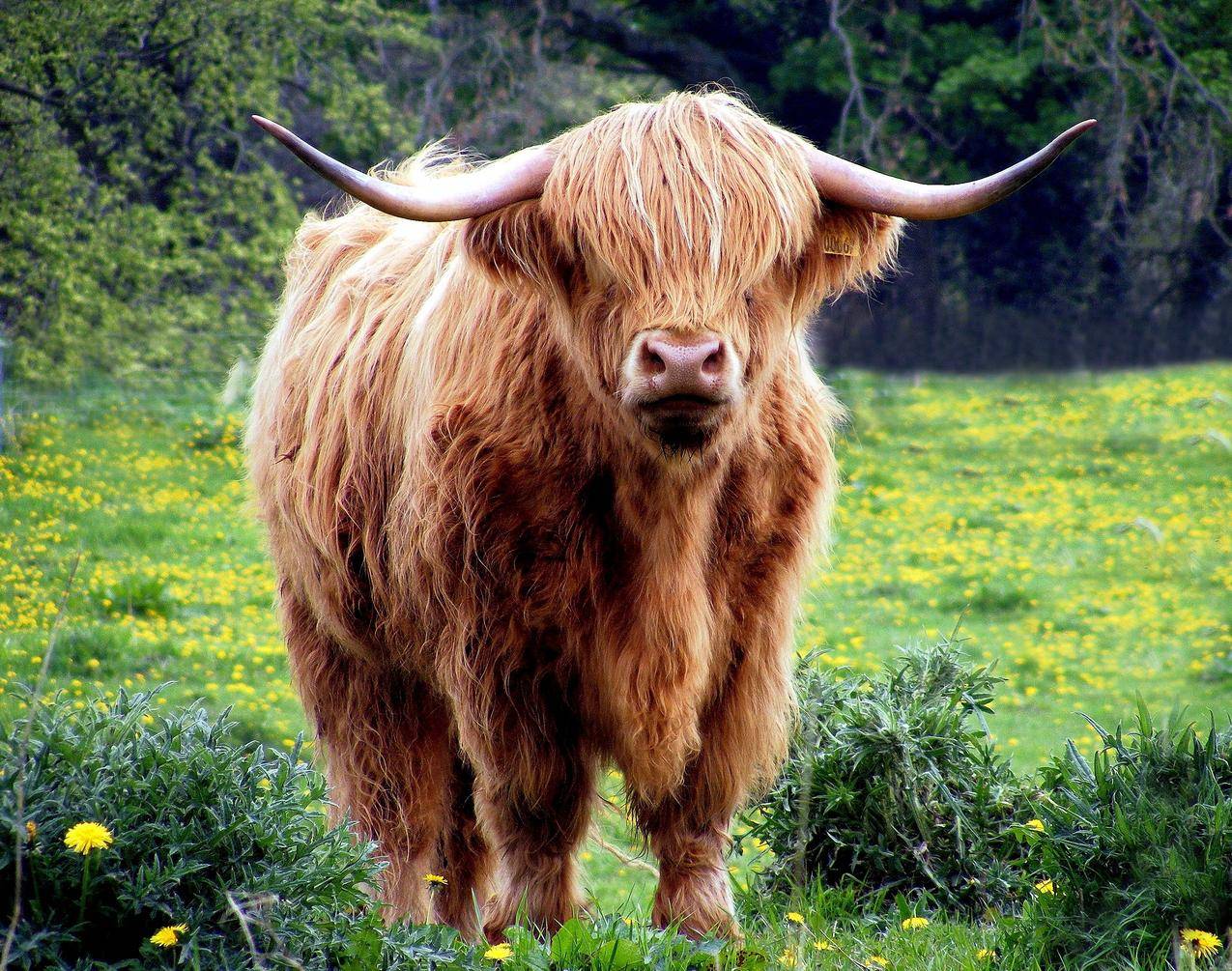 白天摄影时的棕色公牛站在绿草地上