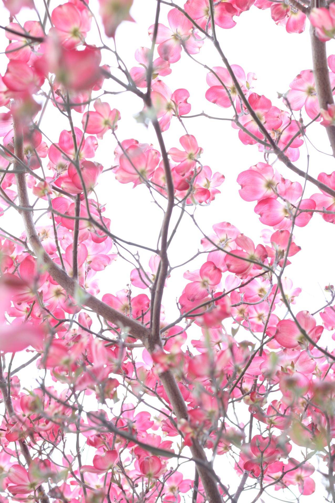 樱花树高清壁纸