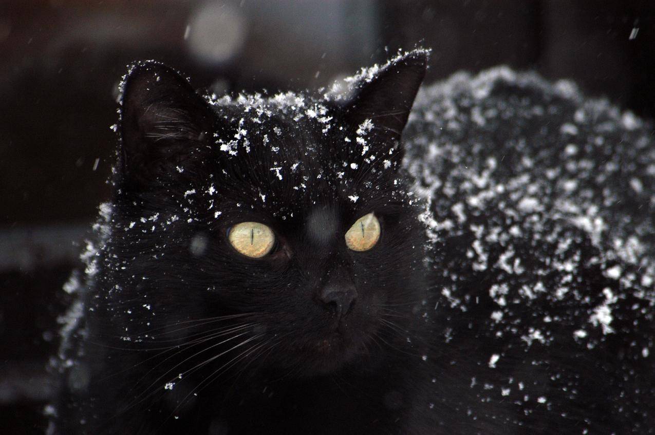 雪,冬,动物,宠物cc0可商用高清大图